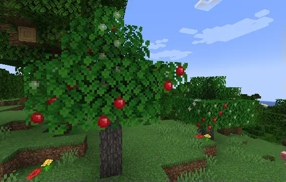 Apple Tree