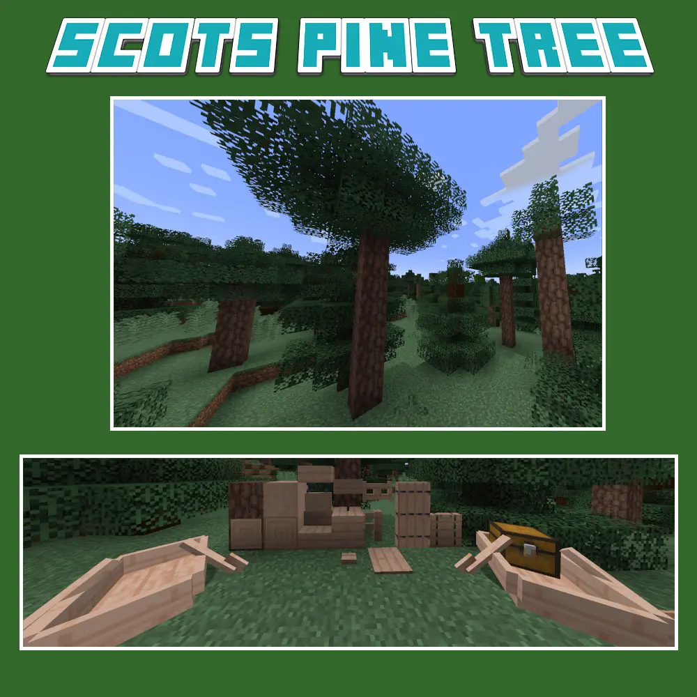Scots Pine Tree