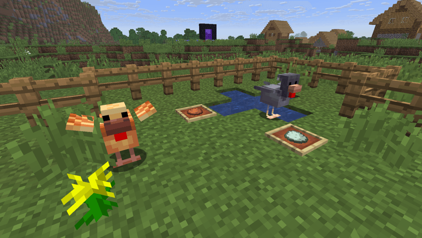 Small pen with 2 chickens and their eggs