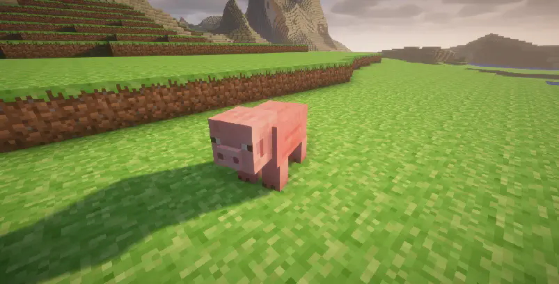 pig