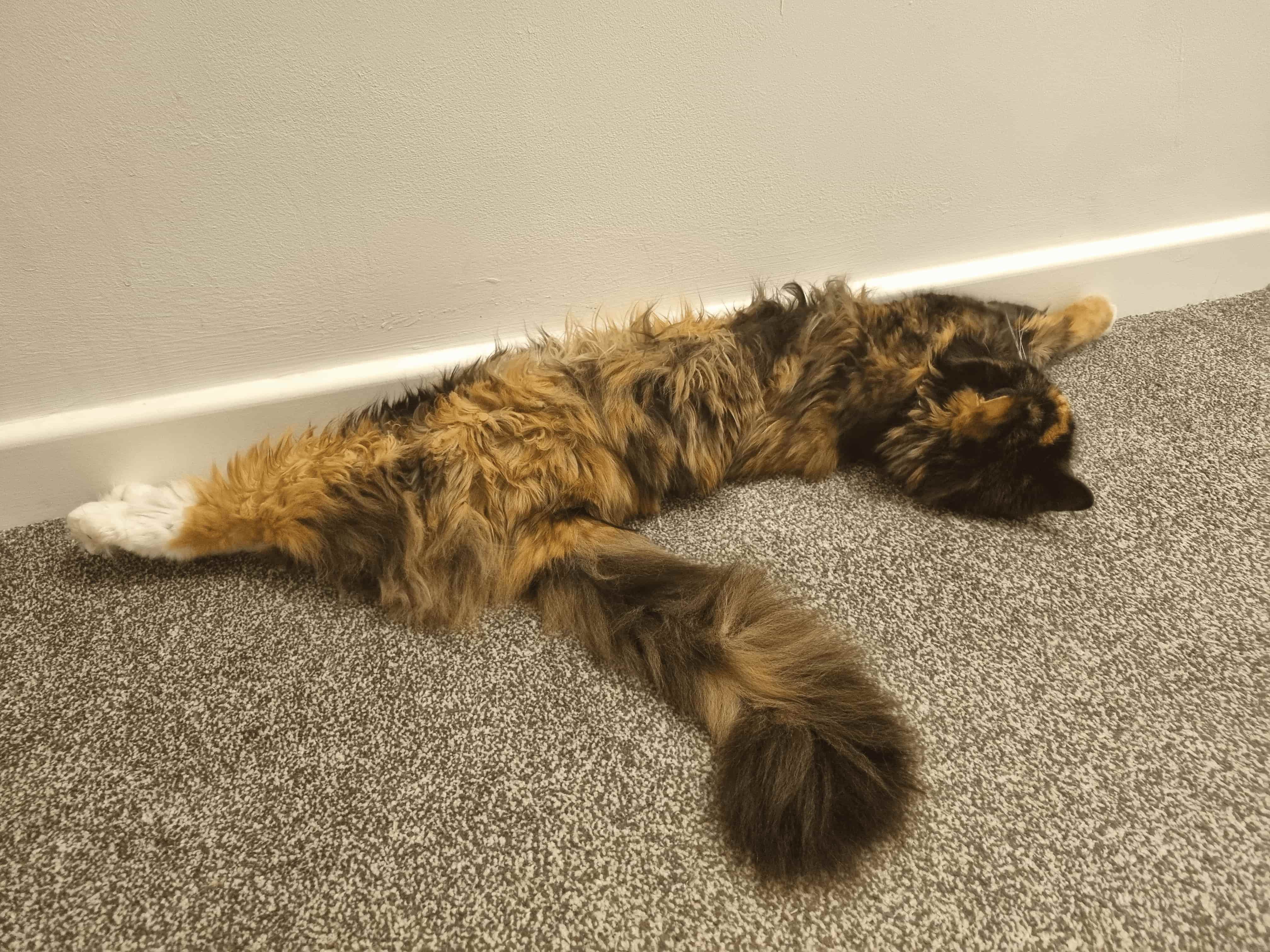 my cat, trixie