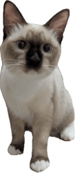 A picture of a snowshoe siamese cat owned by Sleetstream.
