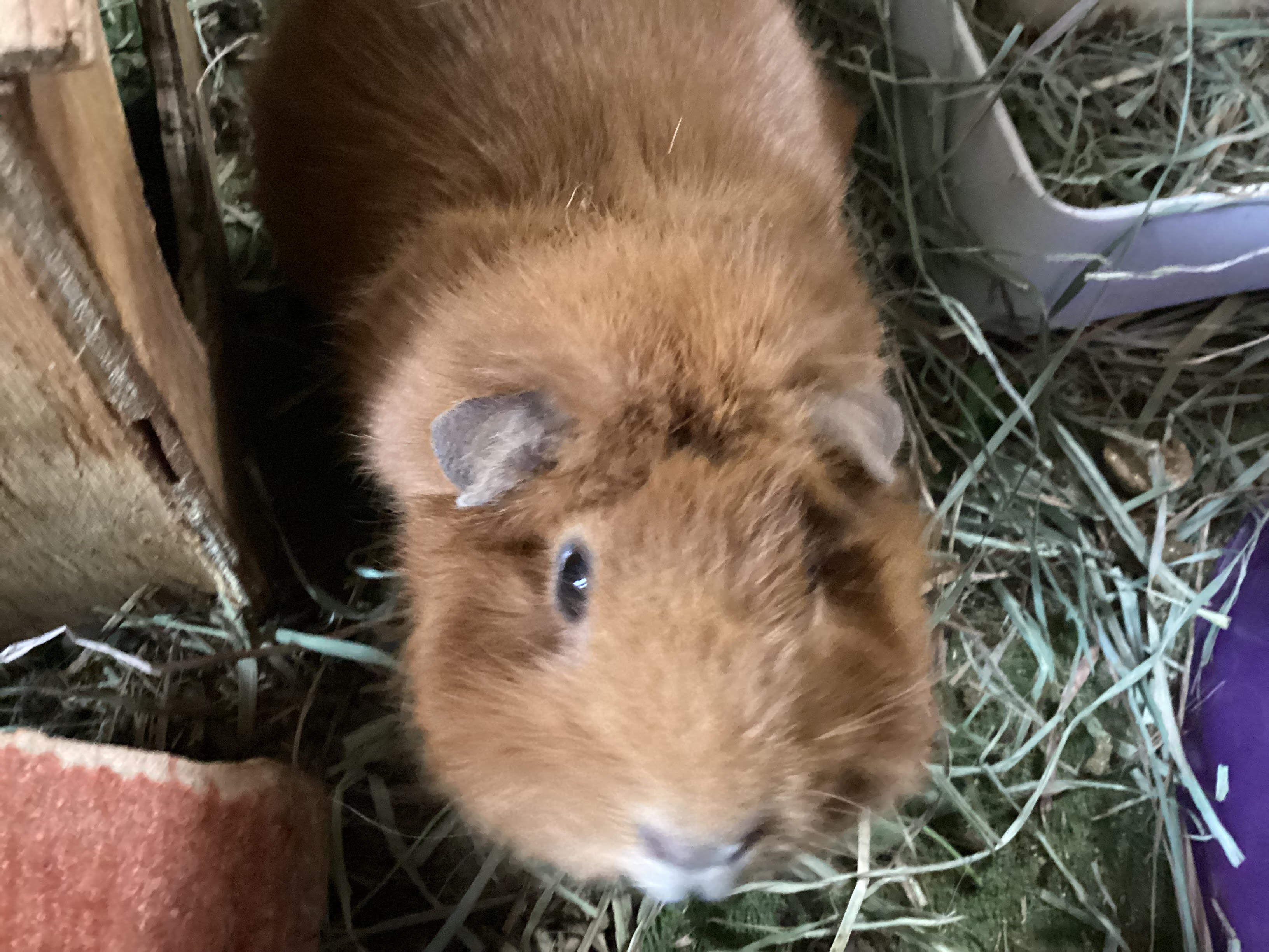 Brown English crested guinea pig looking at camera