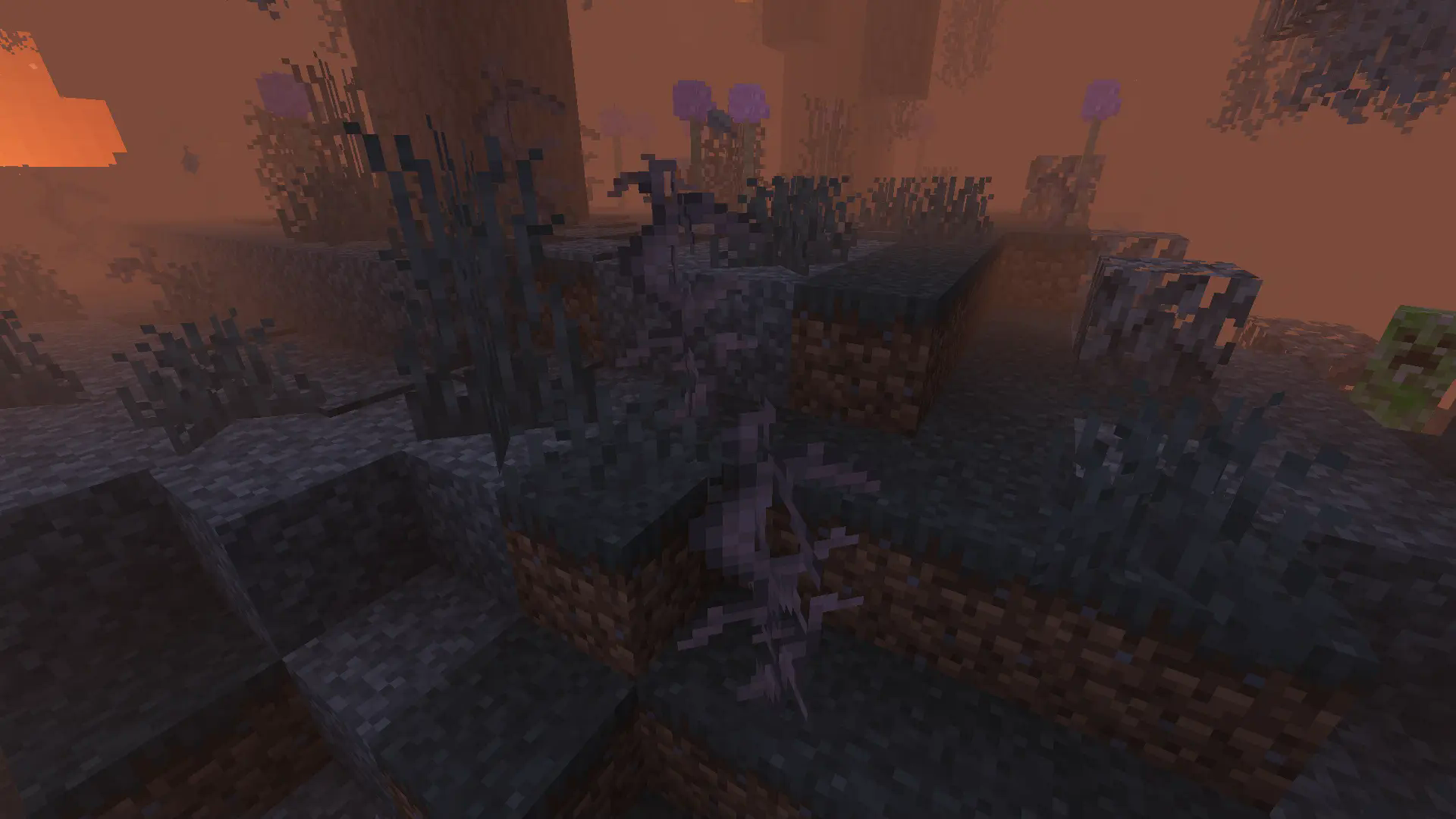 Thorn bushes