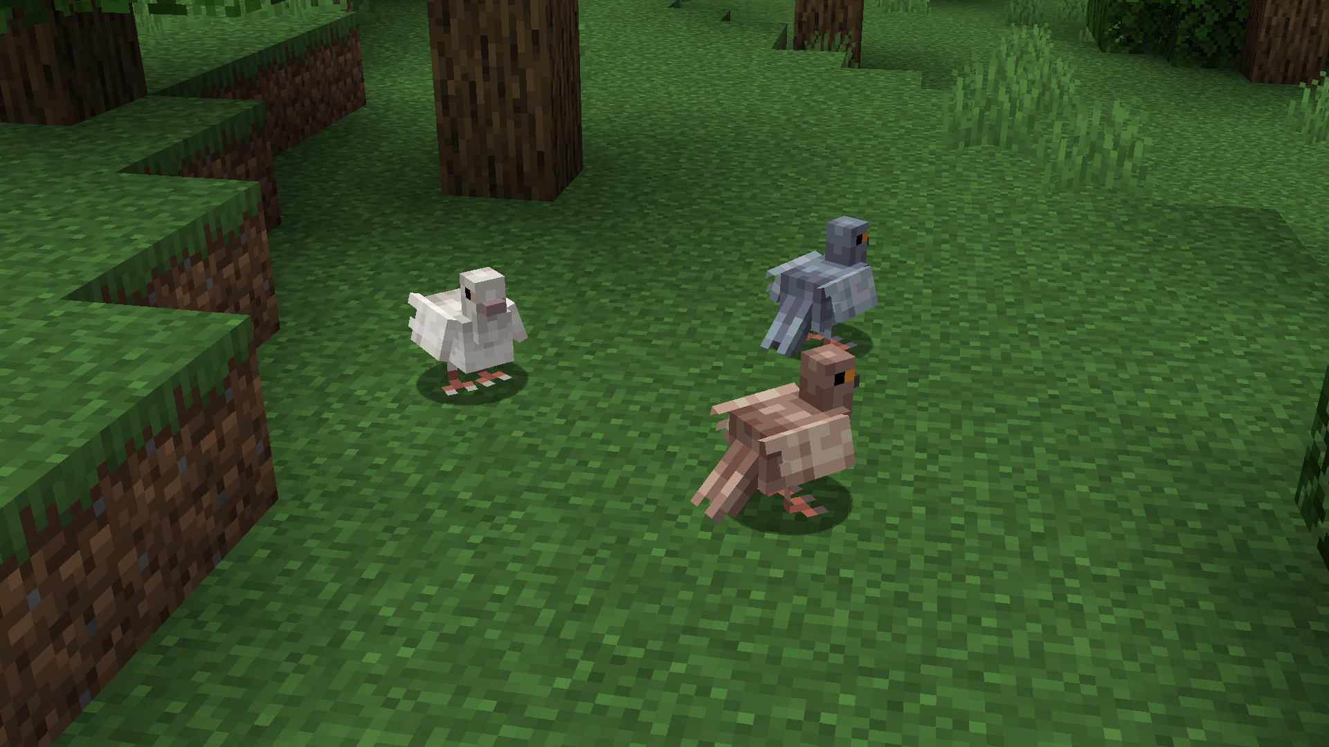 Pigeons
