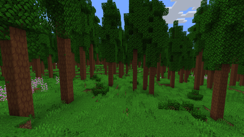 hickory forest