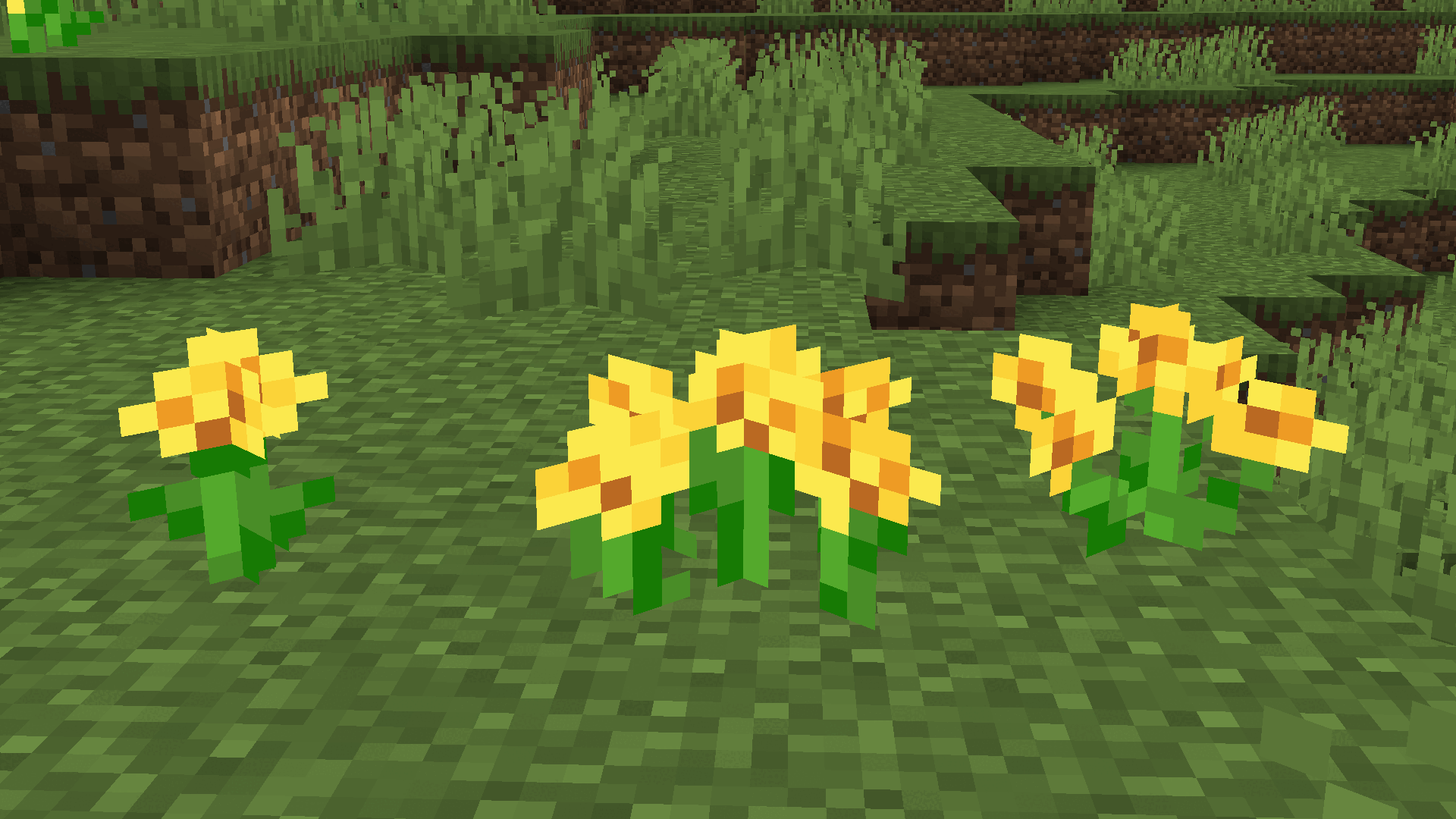 New vs. Old dandelion