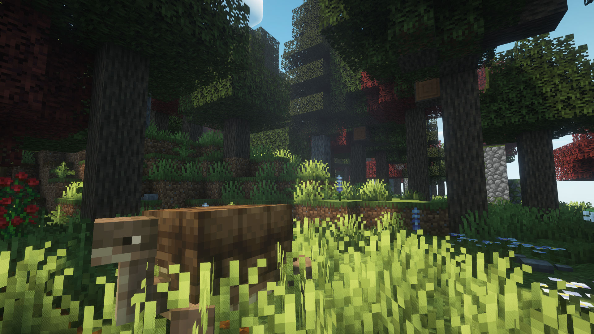 Forest with a Tortoise