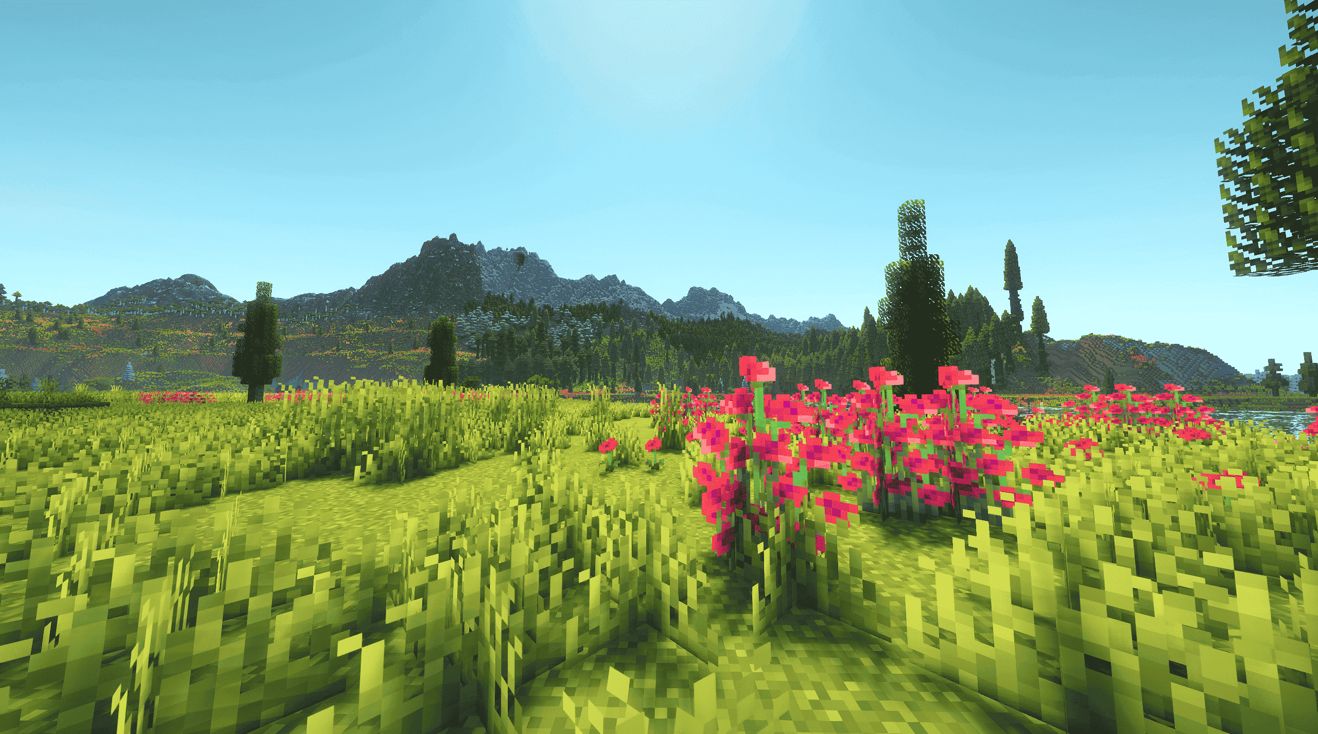 Flower Fields
