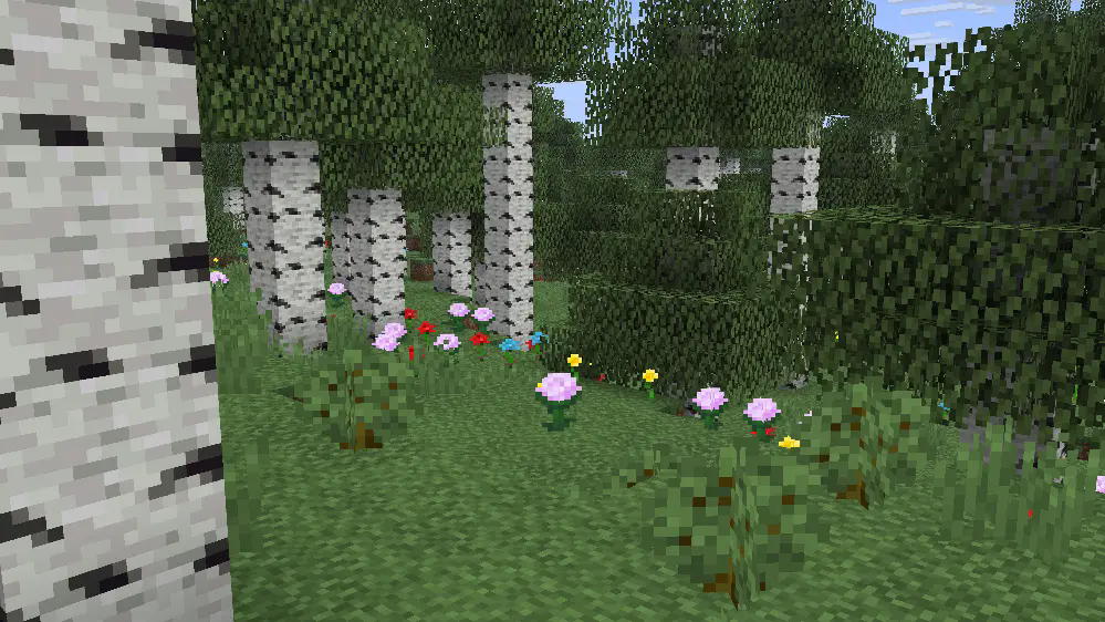 Birch Forest