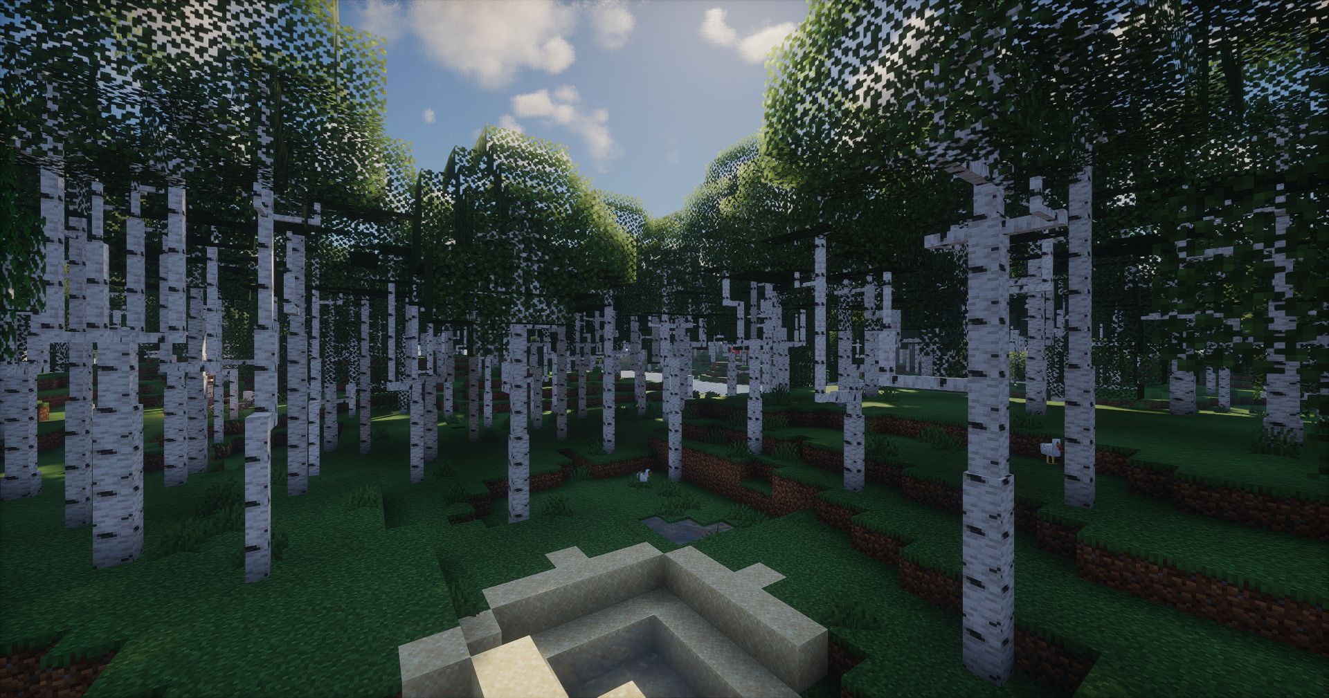 A grove of birch trees.