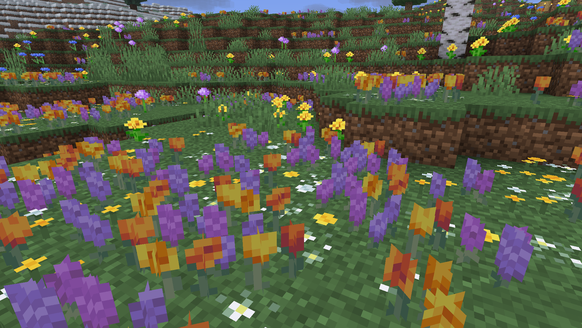 A scene of varied Wildflowers in a meadow.
