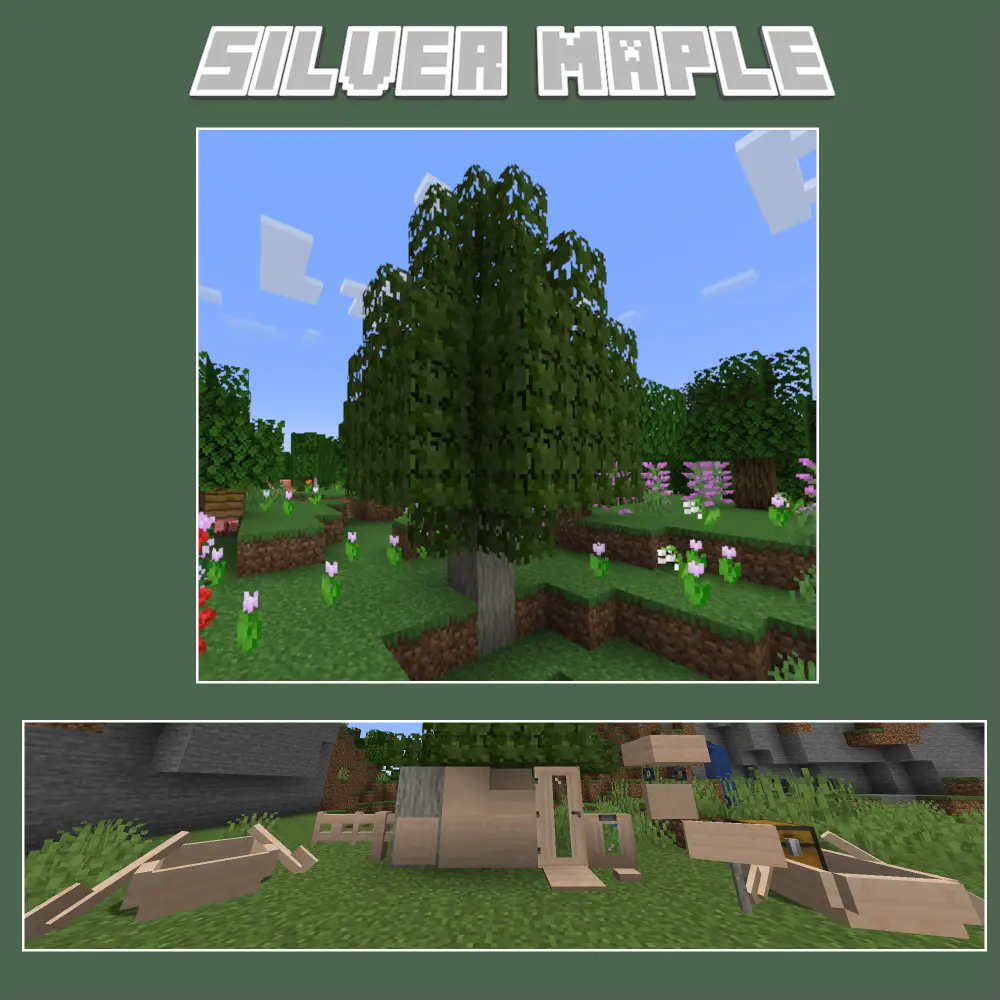 Silver Maple