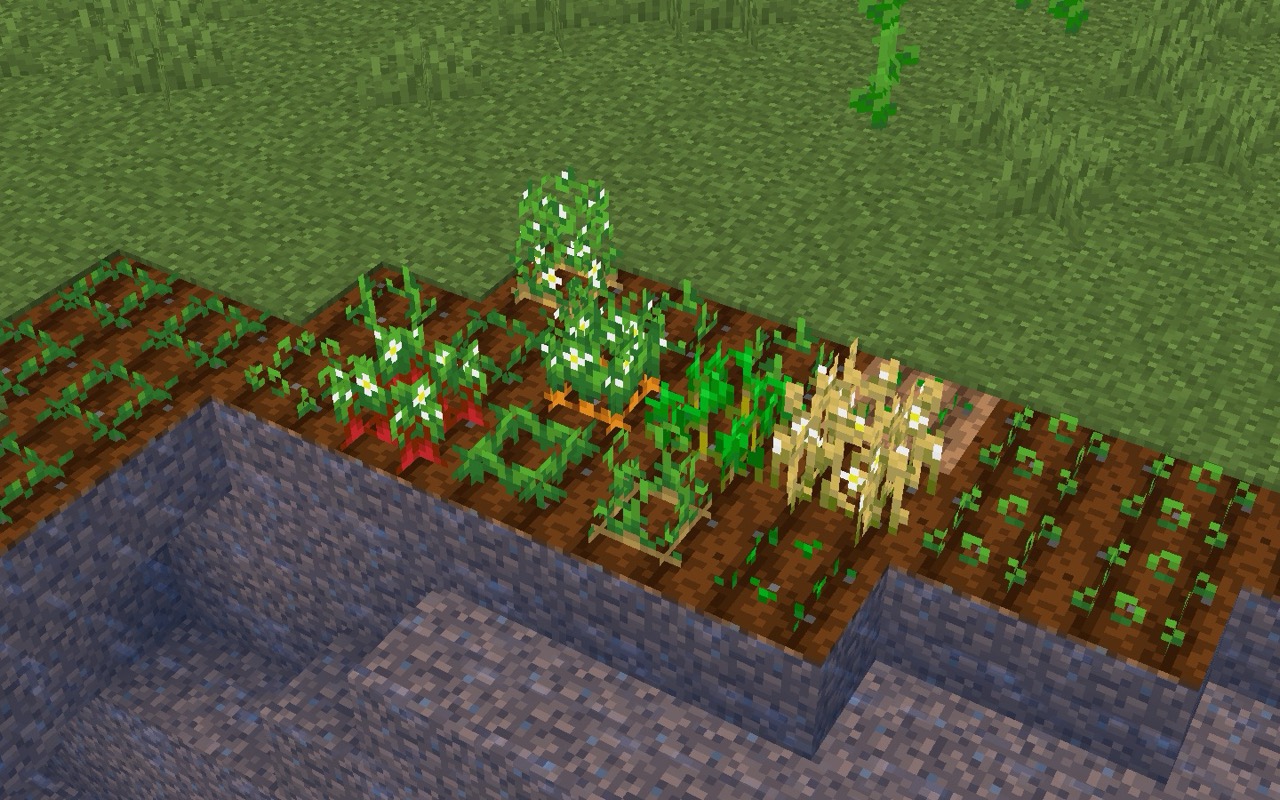 crops with some of them fully grown and having white flowers