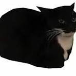 the cat in qustion