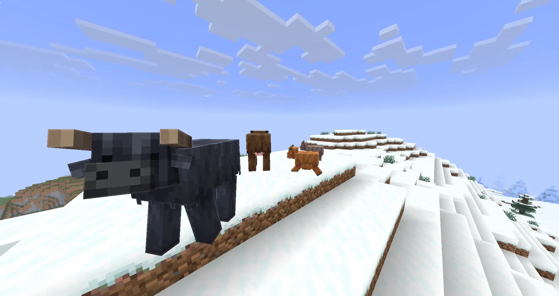 A pair of cold cows with some calves