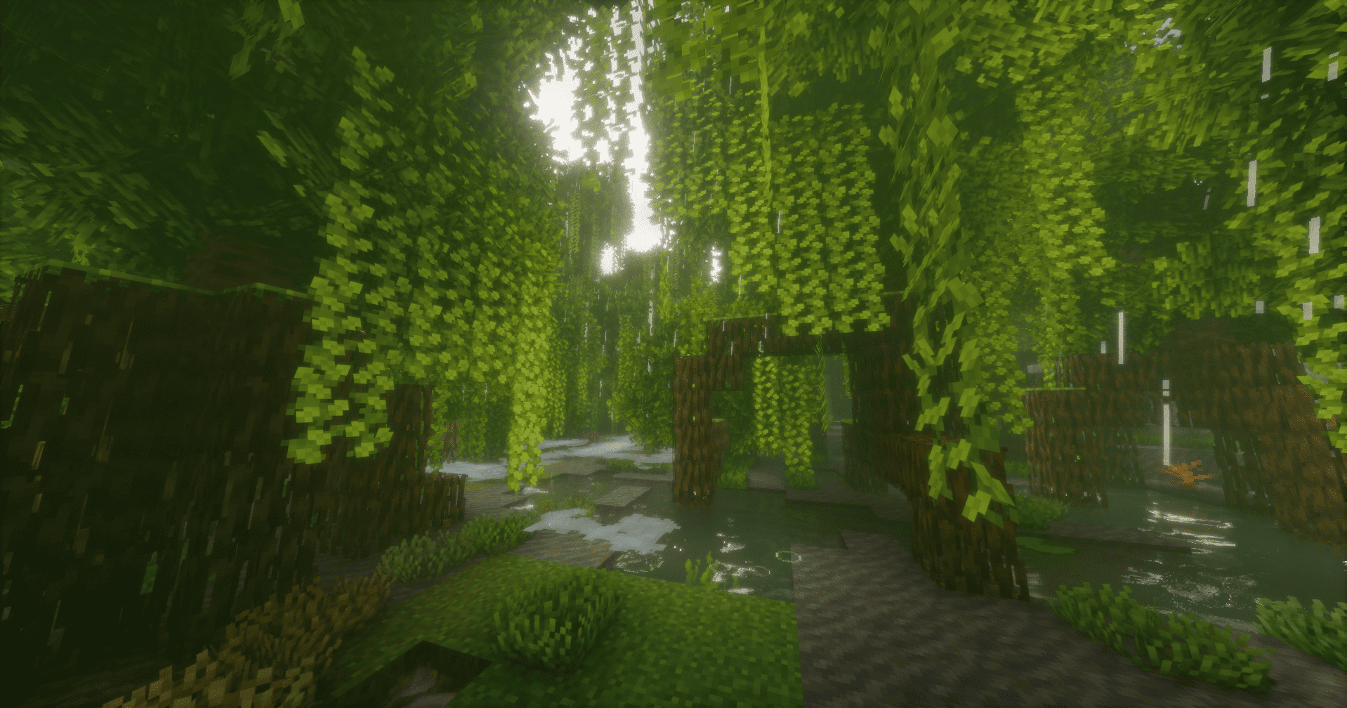 Mangrove Swamp