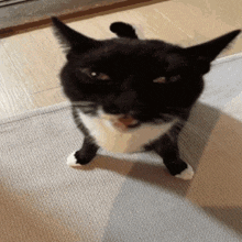 kitty kaboom