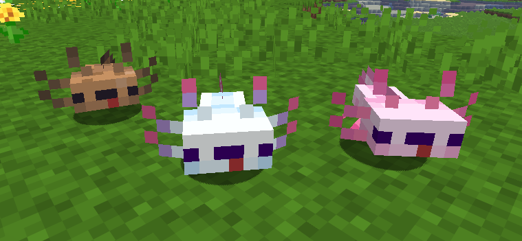 A couple of axolotls with derpy faces.