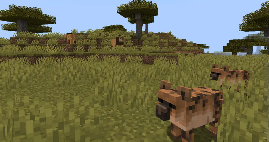 New Hyenas in a savanna, with Lions in the back.