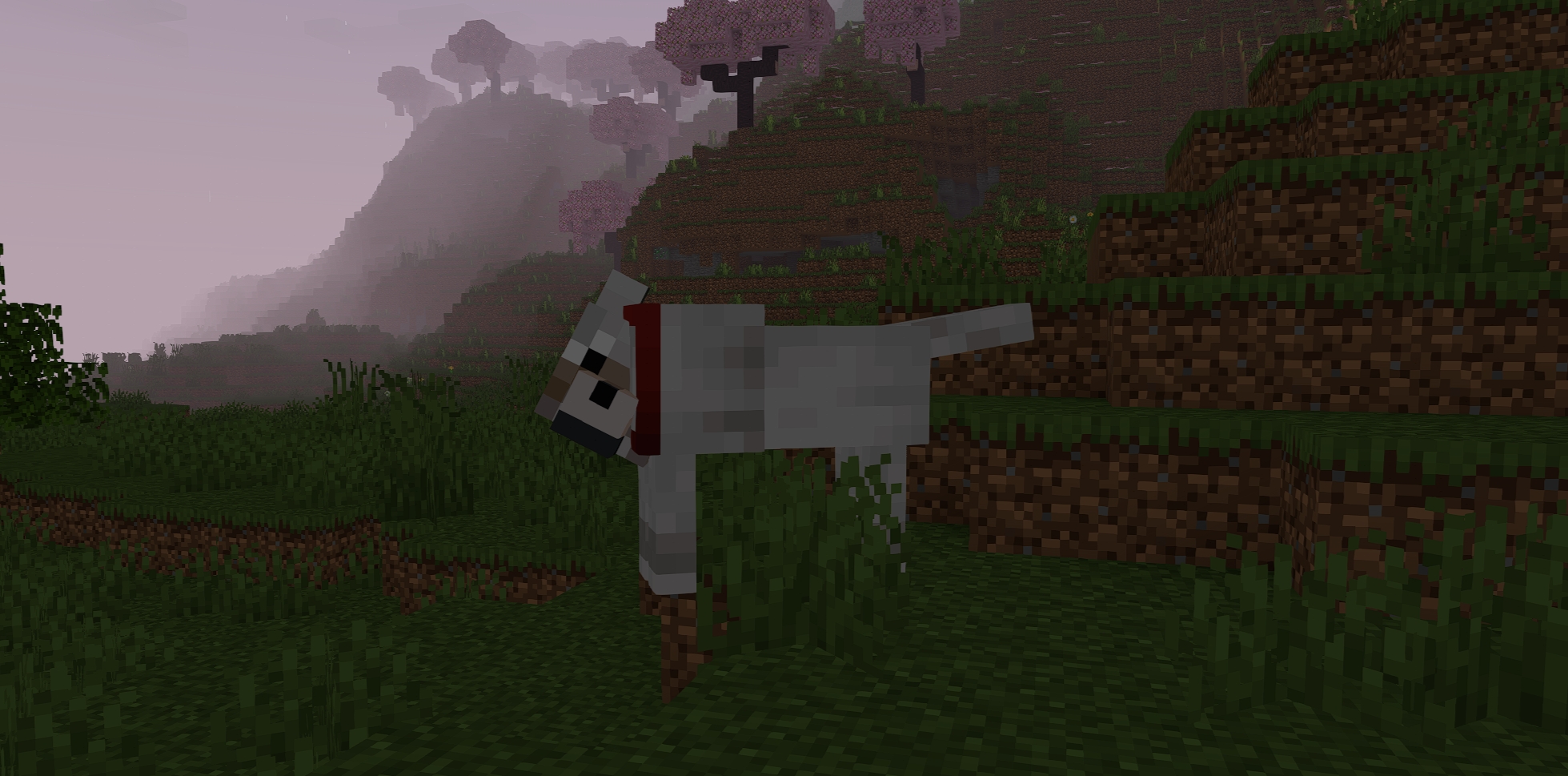 A large dog stares at the camera lovingly