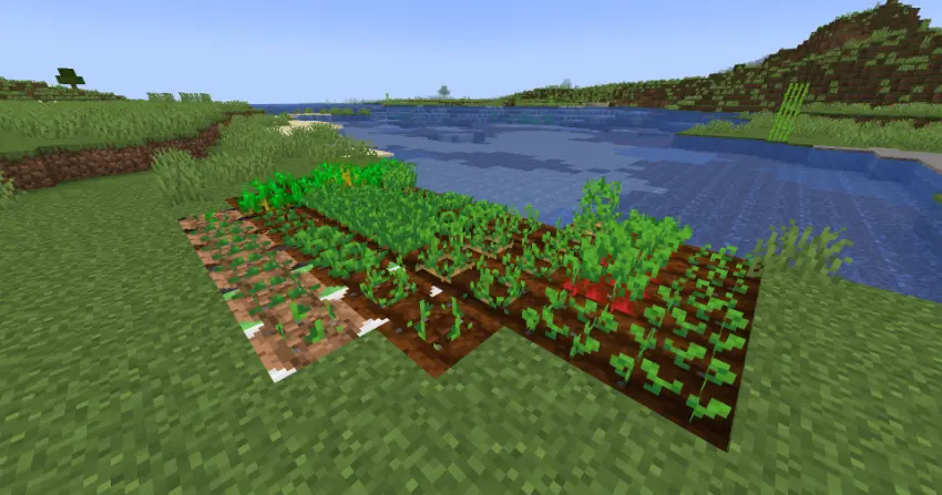 All dirt crates with crops on top