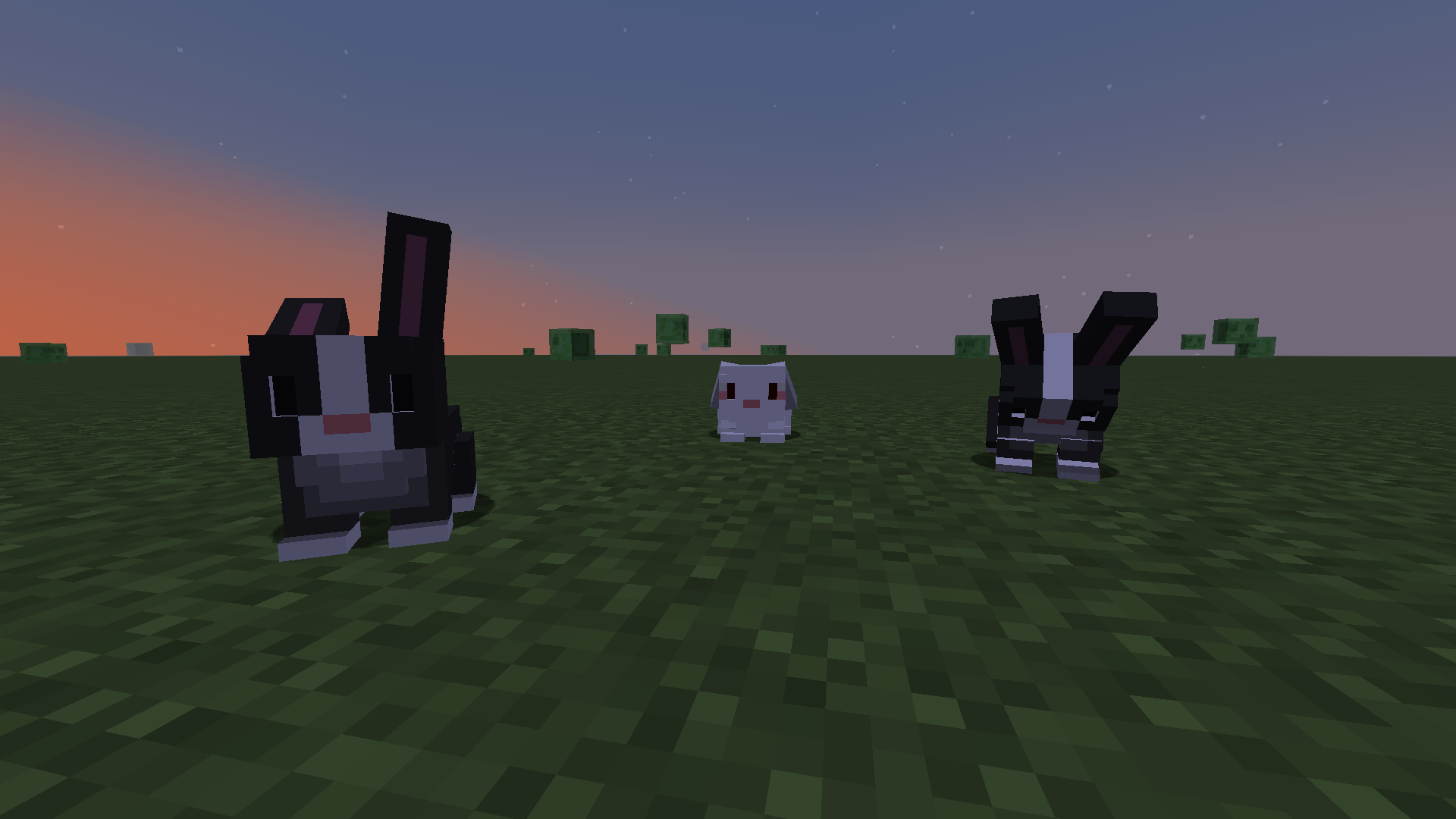 new bunny