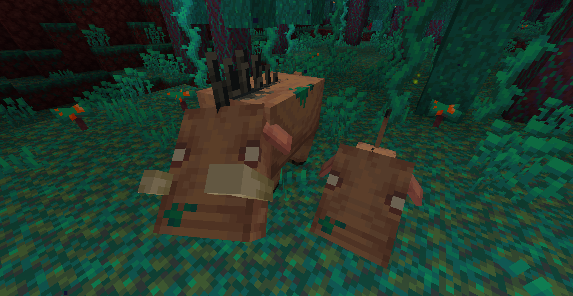 Warped Hogs