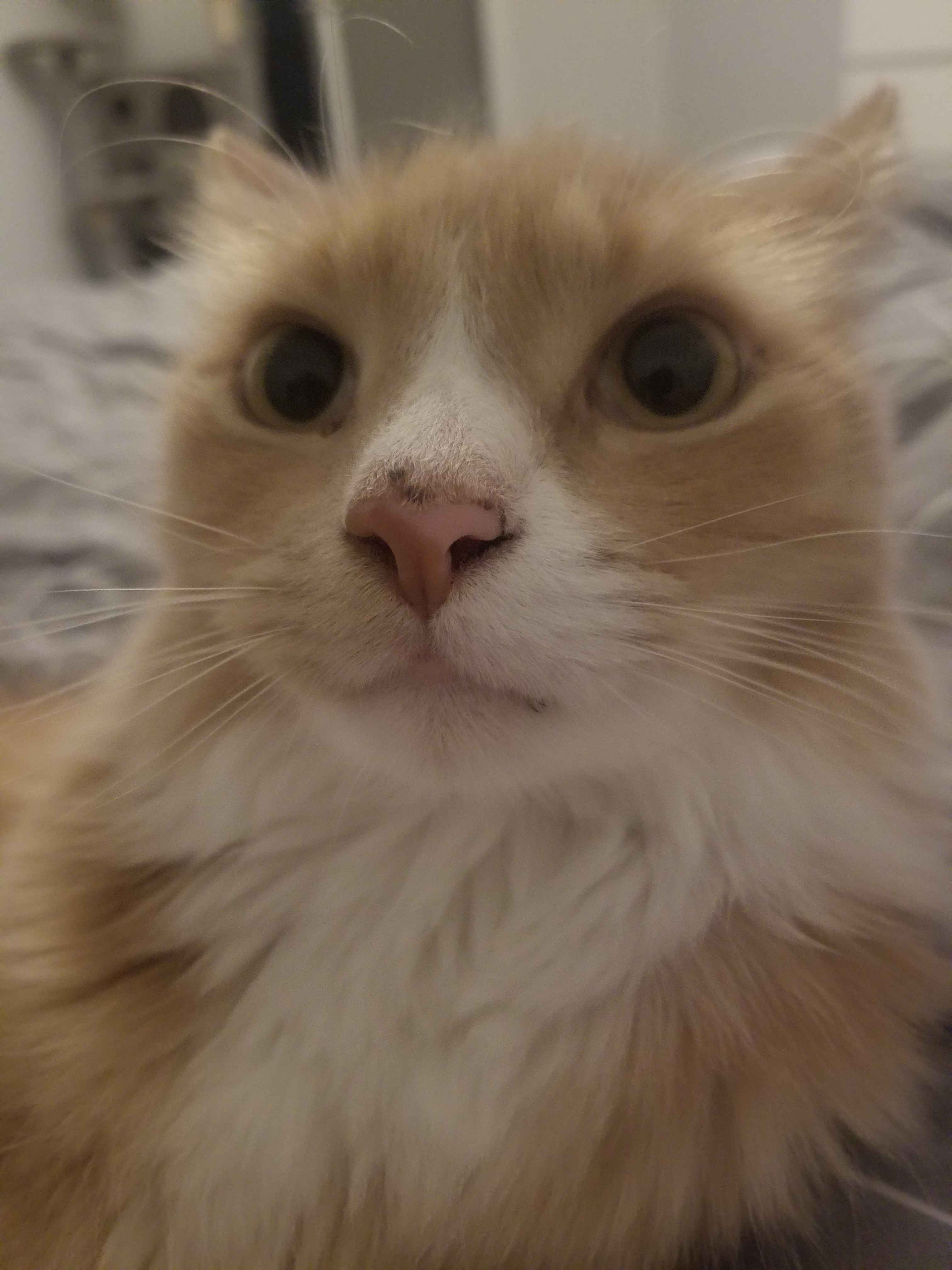 my cat, marmalade