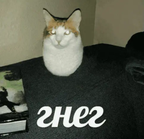 gneg