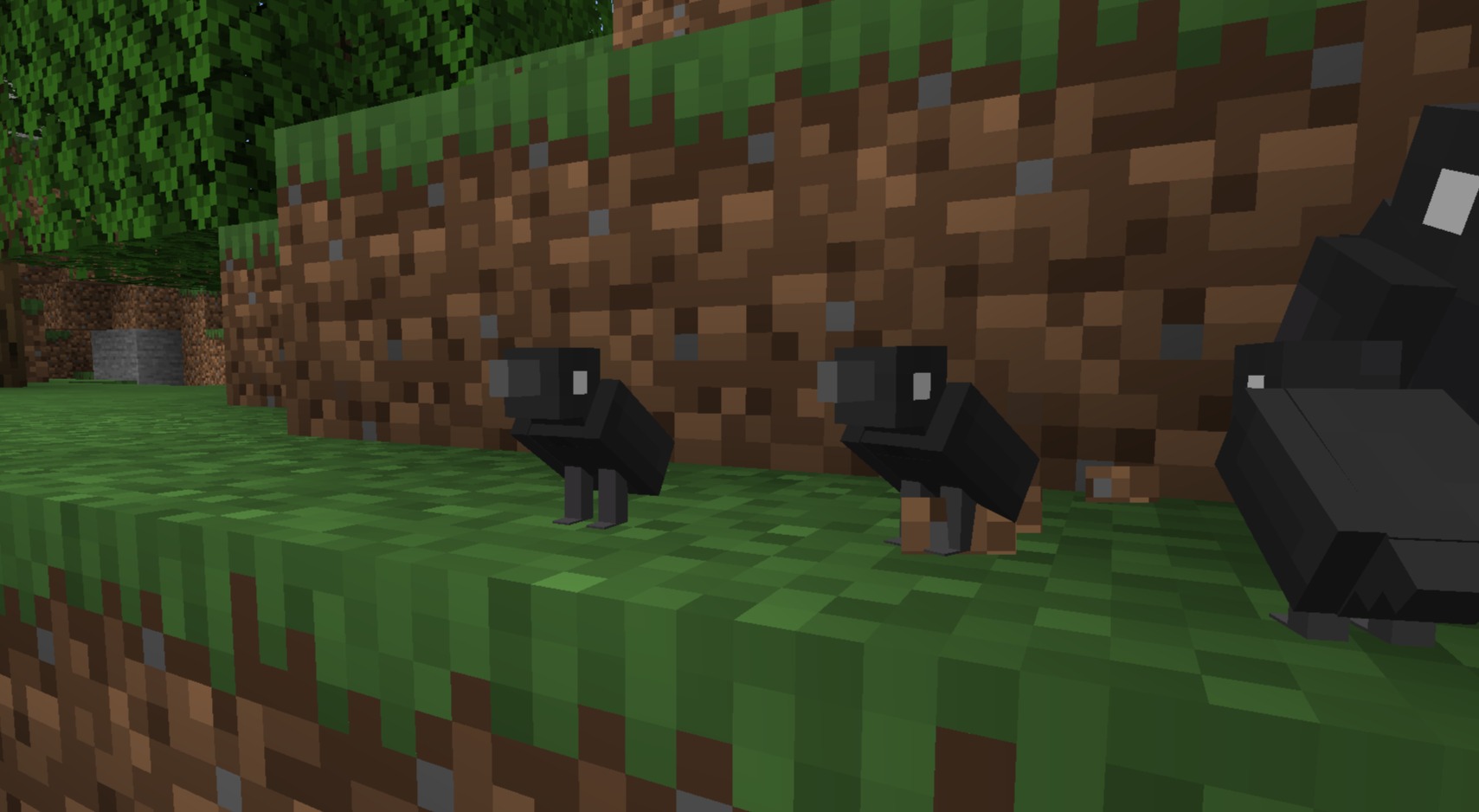 Baby ravens!