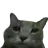 grey cat staring at you