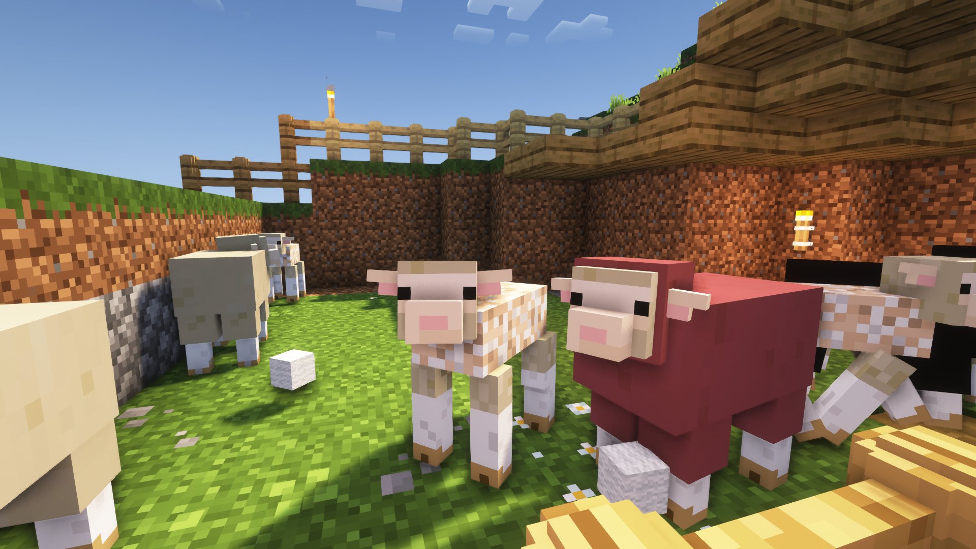 sheep
