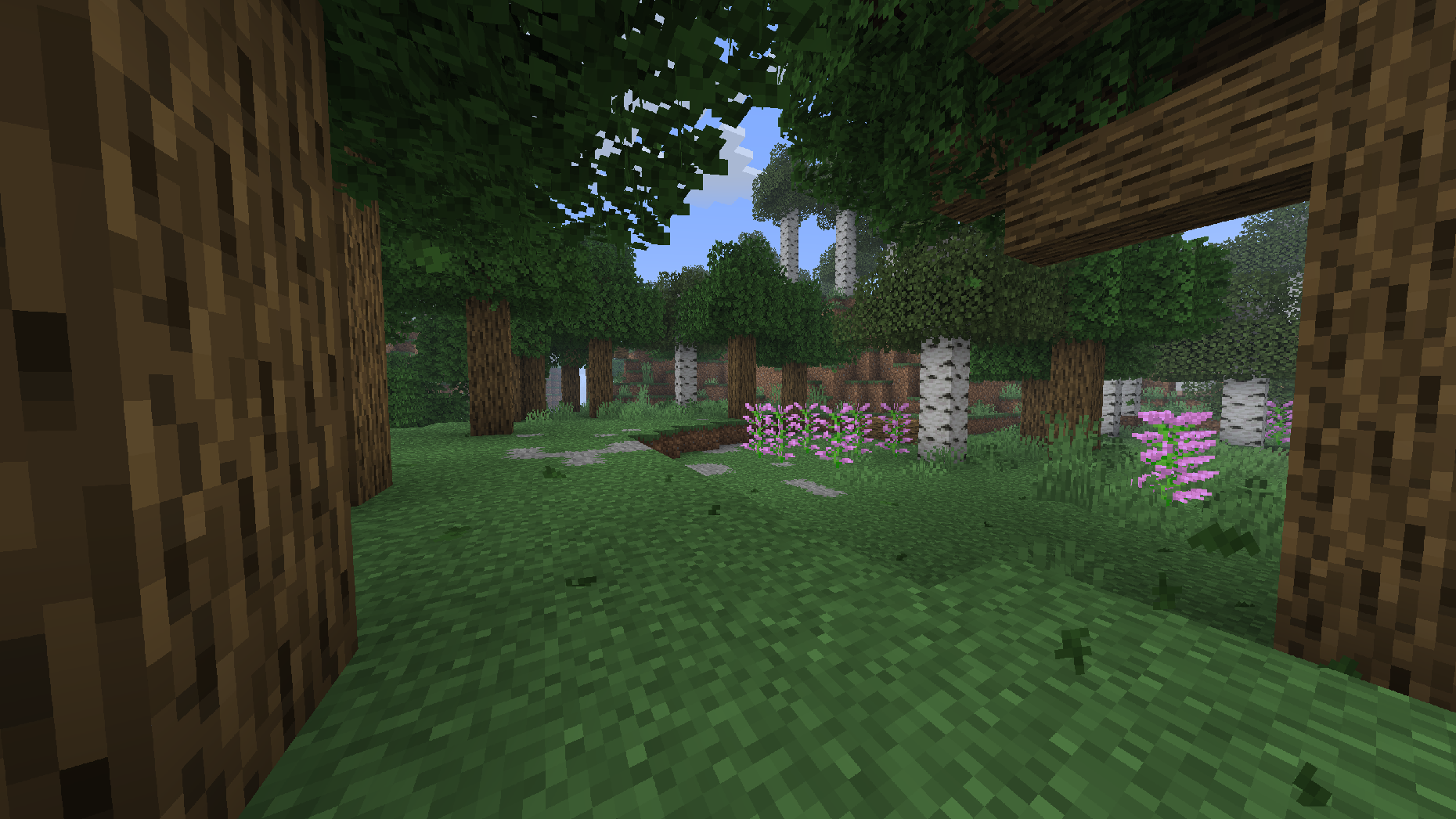Forest