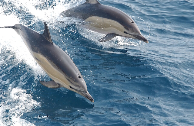 Two Common Dolphins jumping out of the ocean waves. They are tan and dark gray, and very graceful-looking.