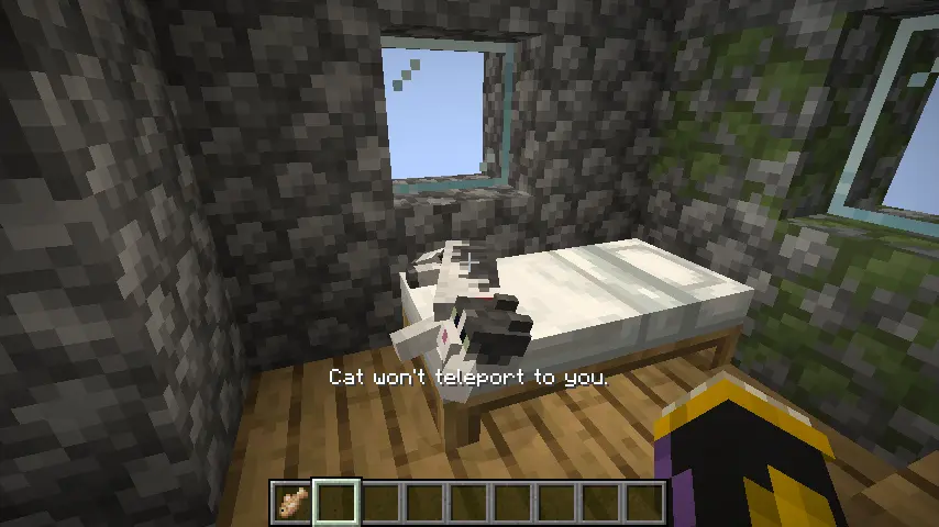 Cat won't teleport to you