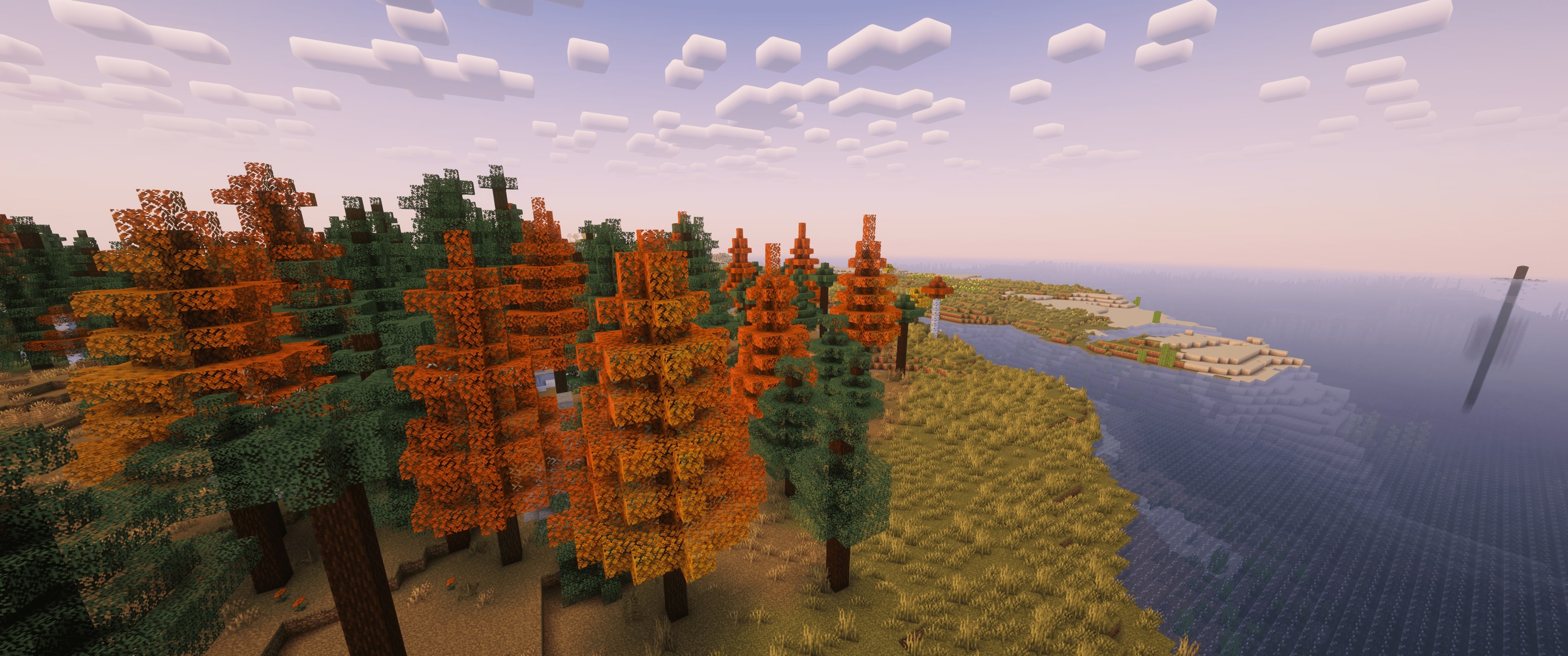 A forest during Autumn