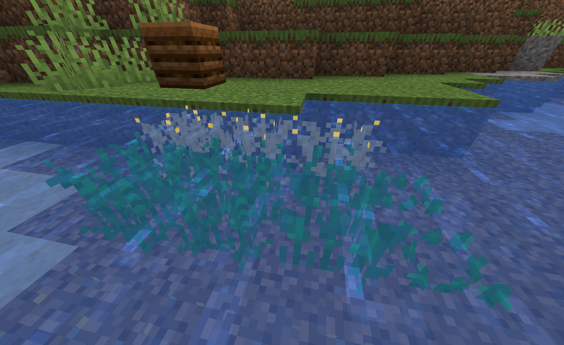 Rice crops planted directly under the water surface. Some are not yet really grown at all, some are fully grown and ready to be harvested.