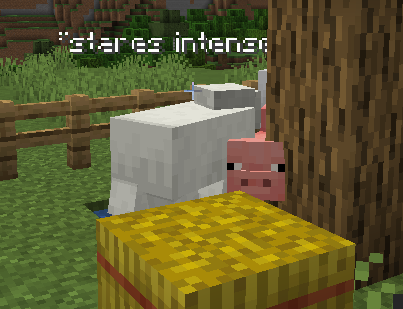A sheep staring intensly