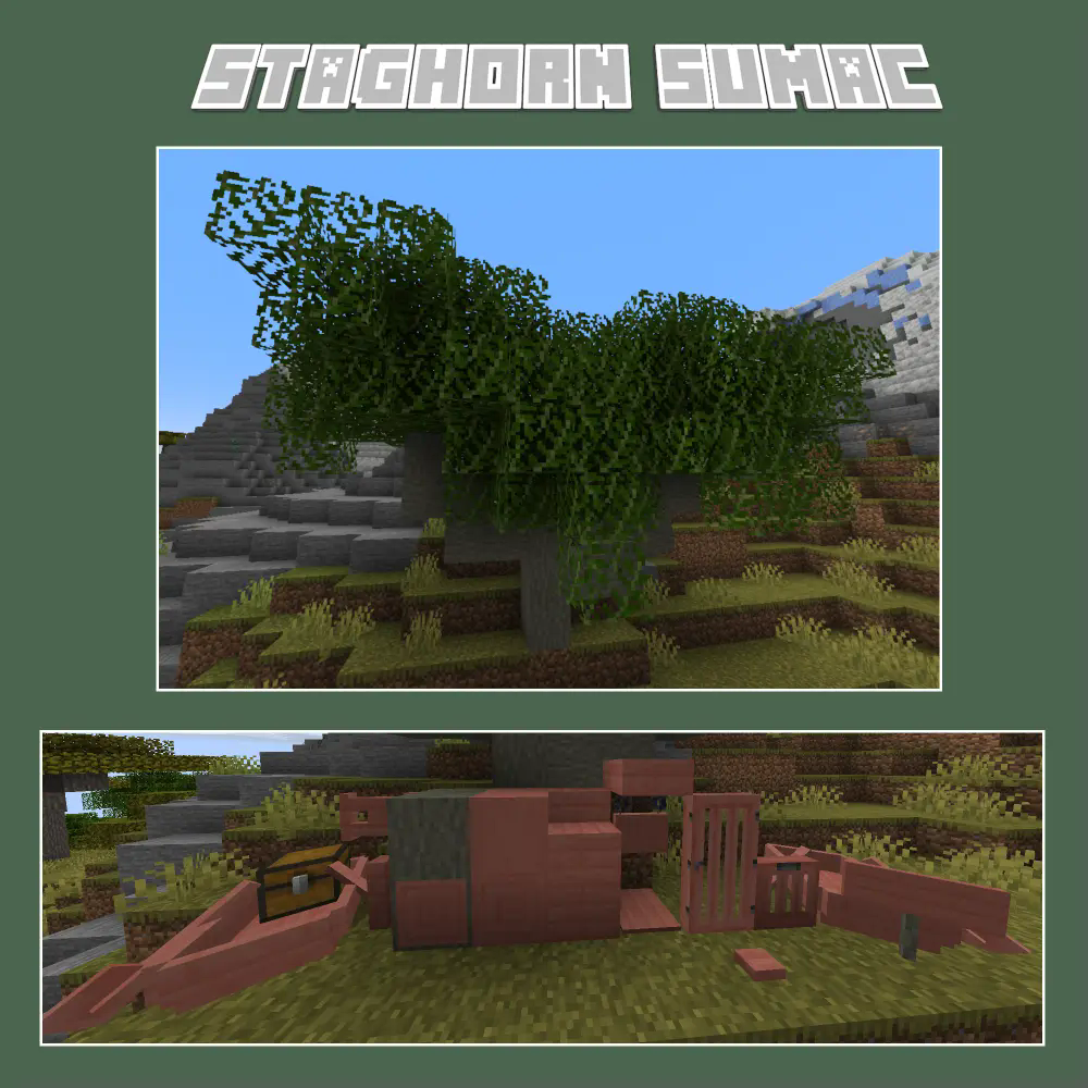 Staghorn Sumac