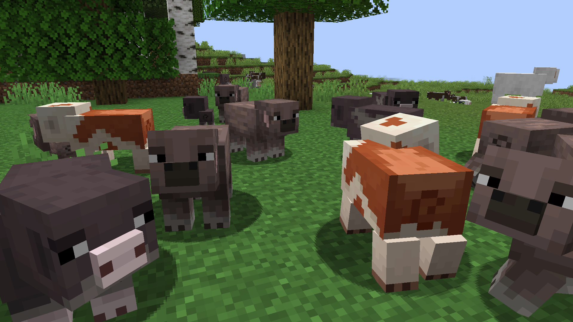 Forest Pigs