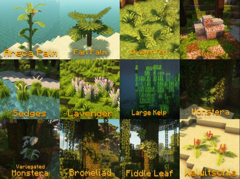 Plants