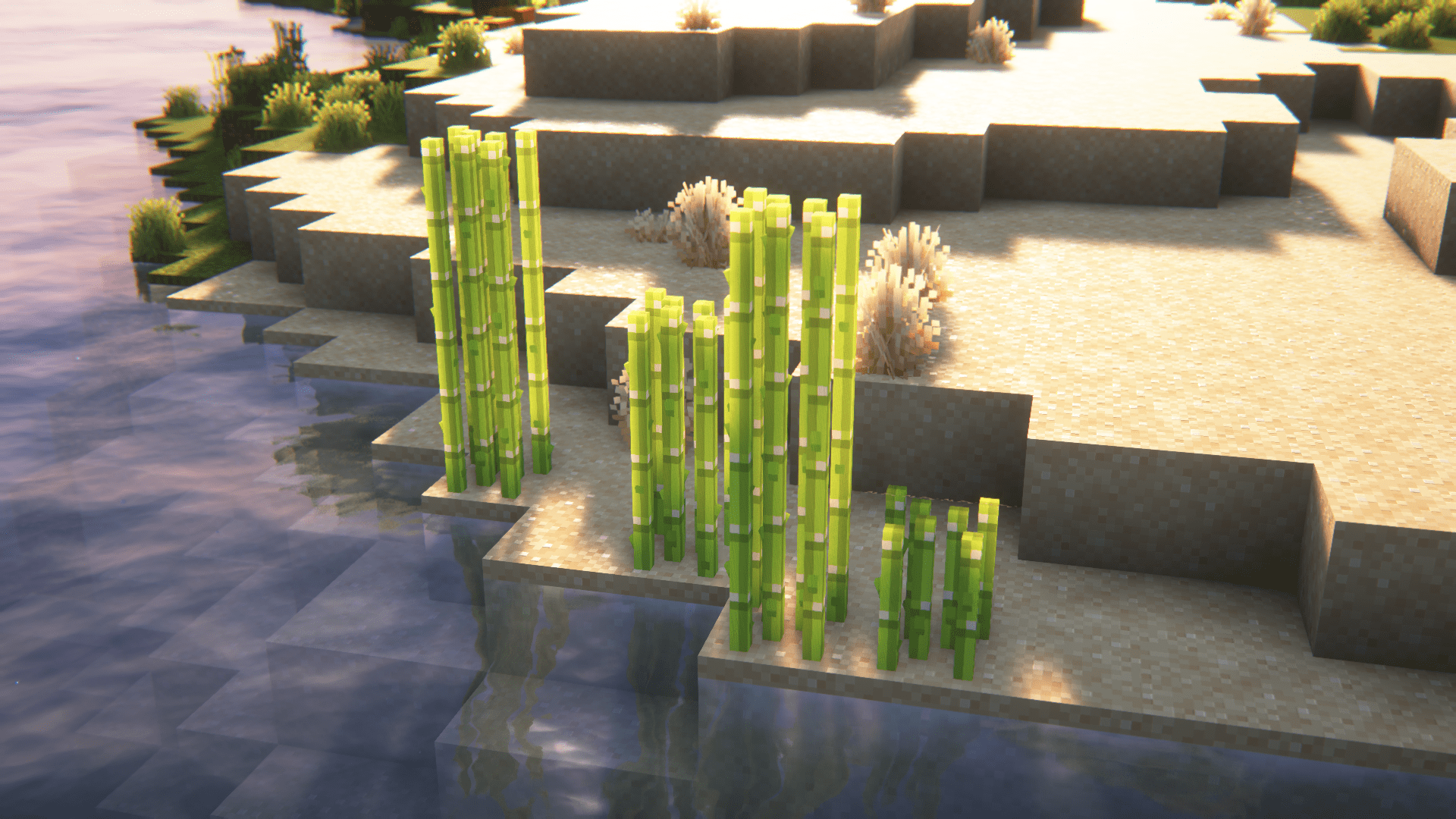 the sugarcane showcase