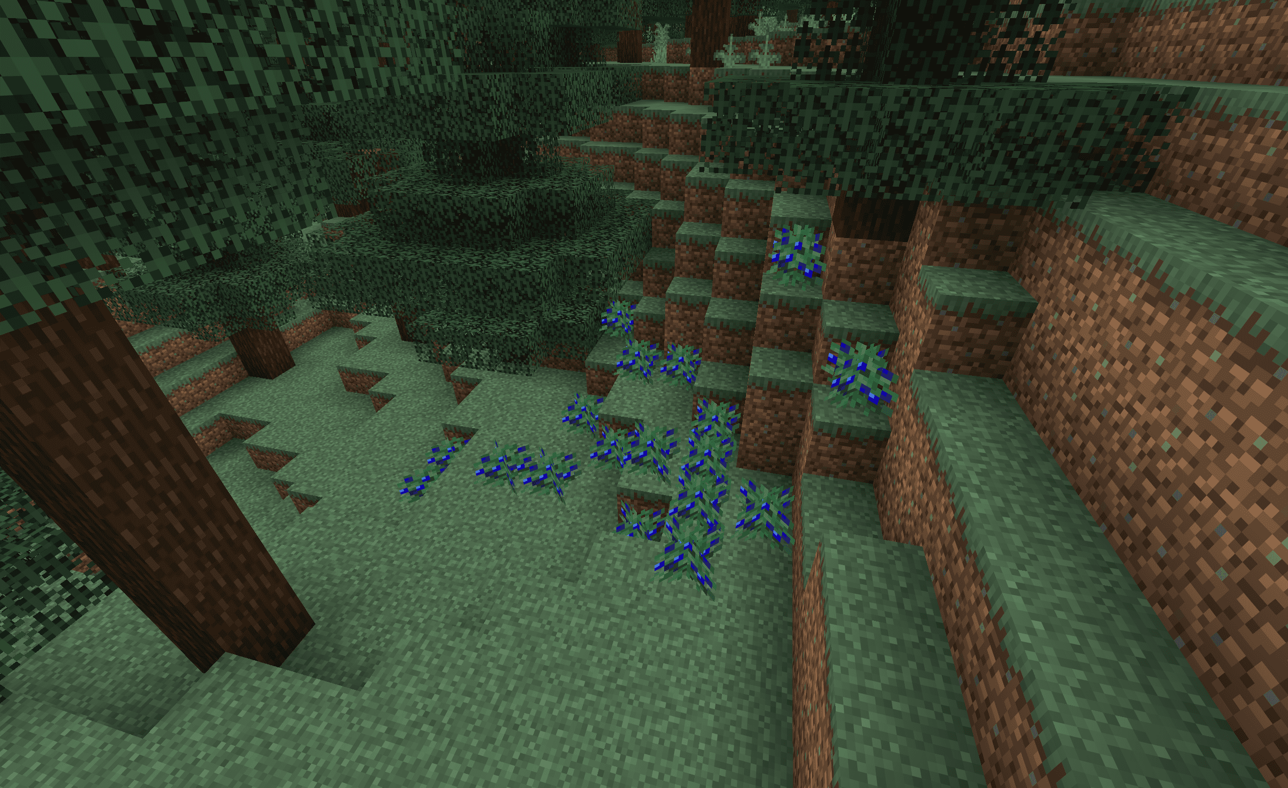 Blueberries