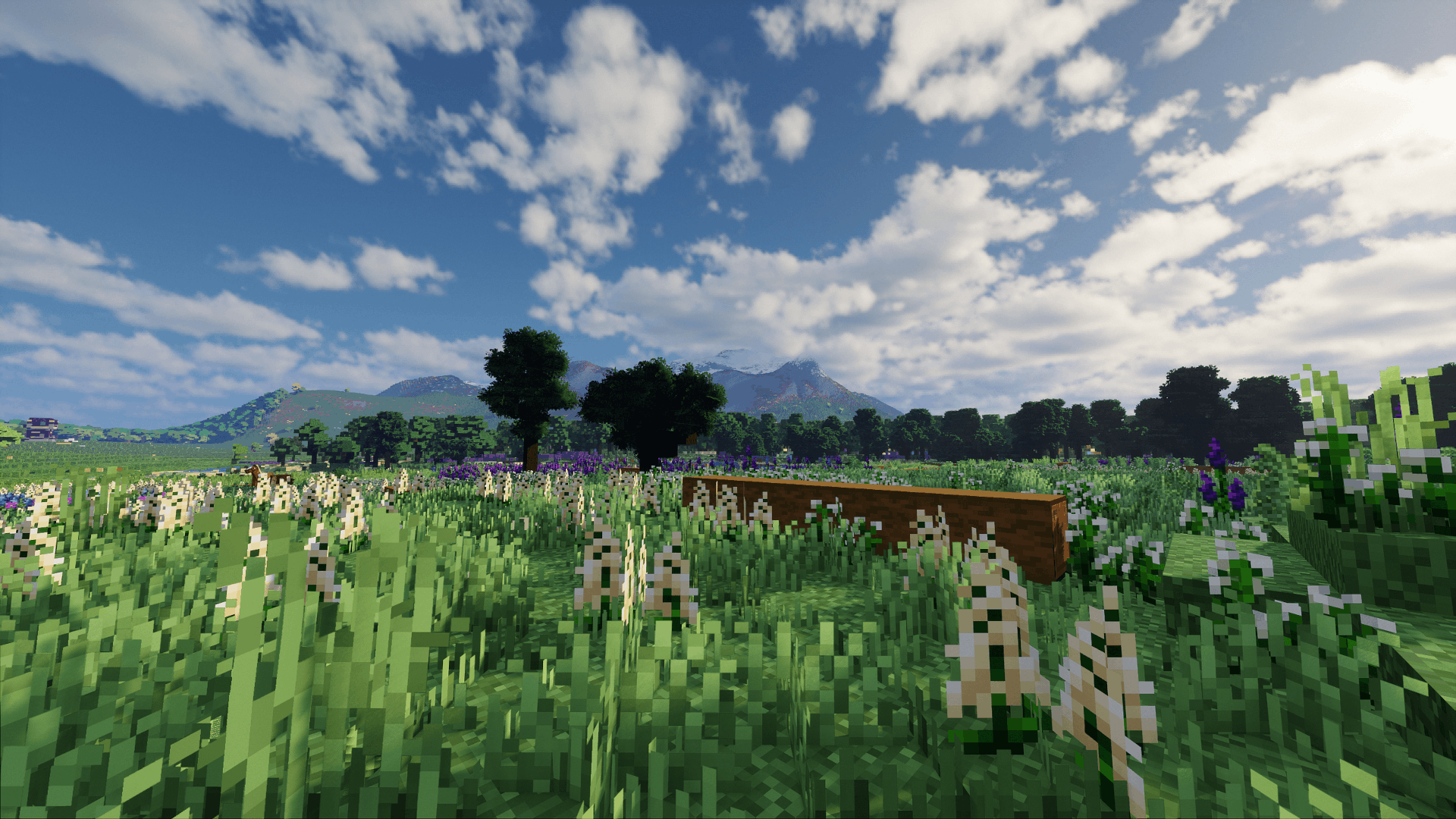 forest