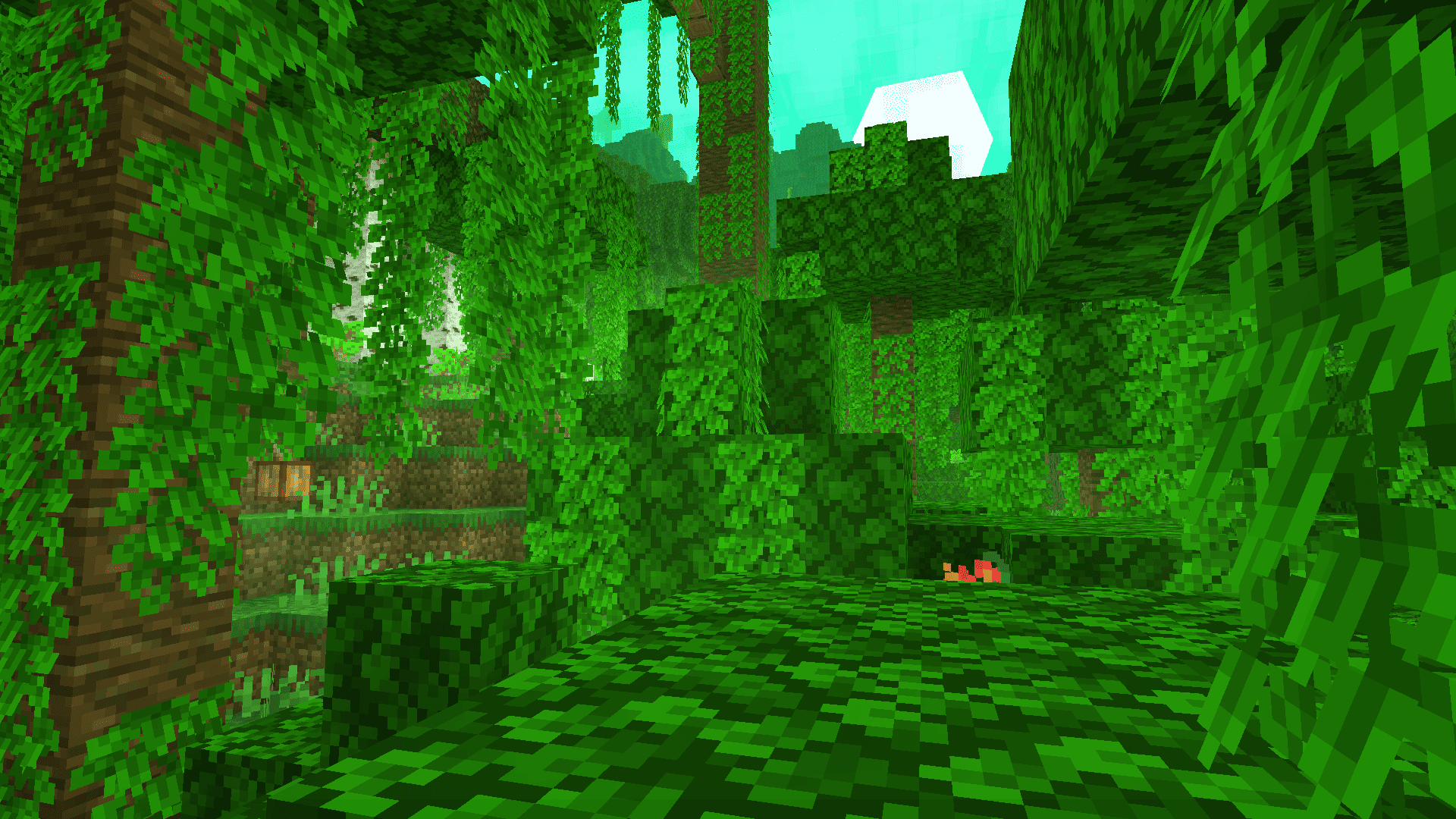 Beatiful vines