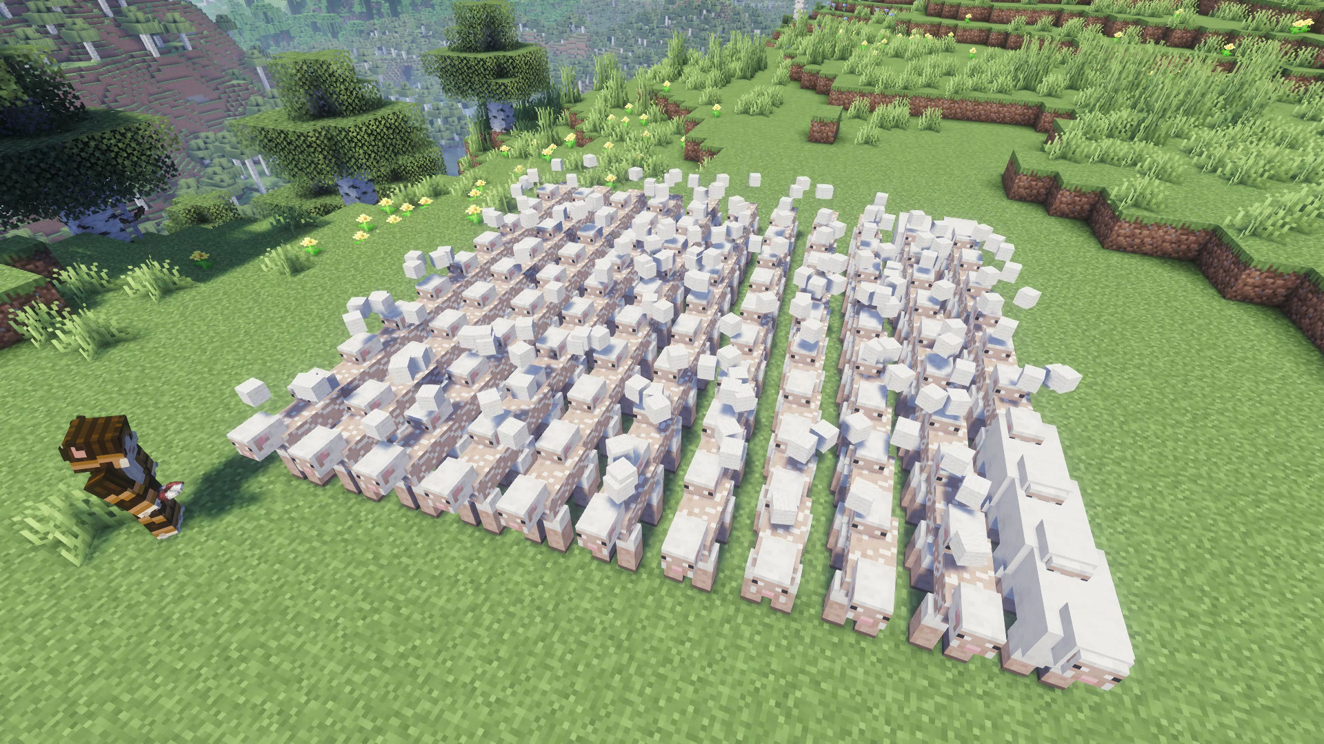 Shear Assist shearing sheep in a wide area