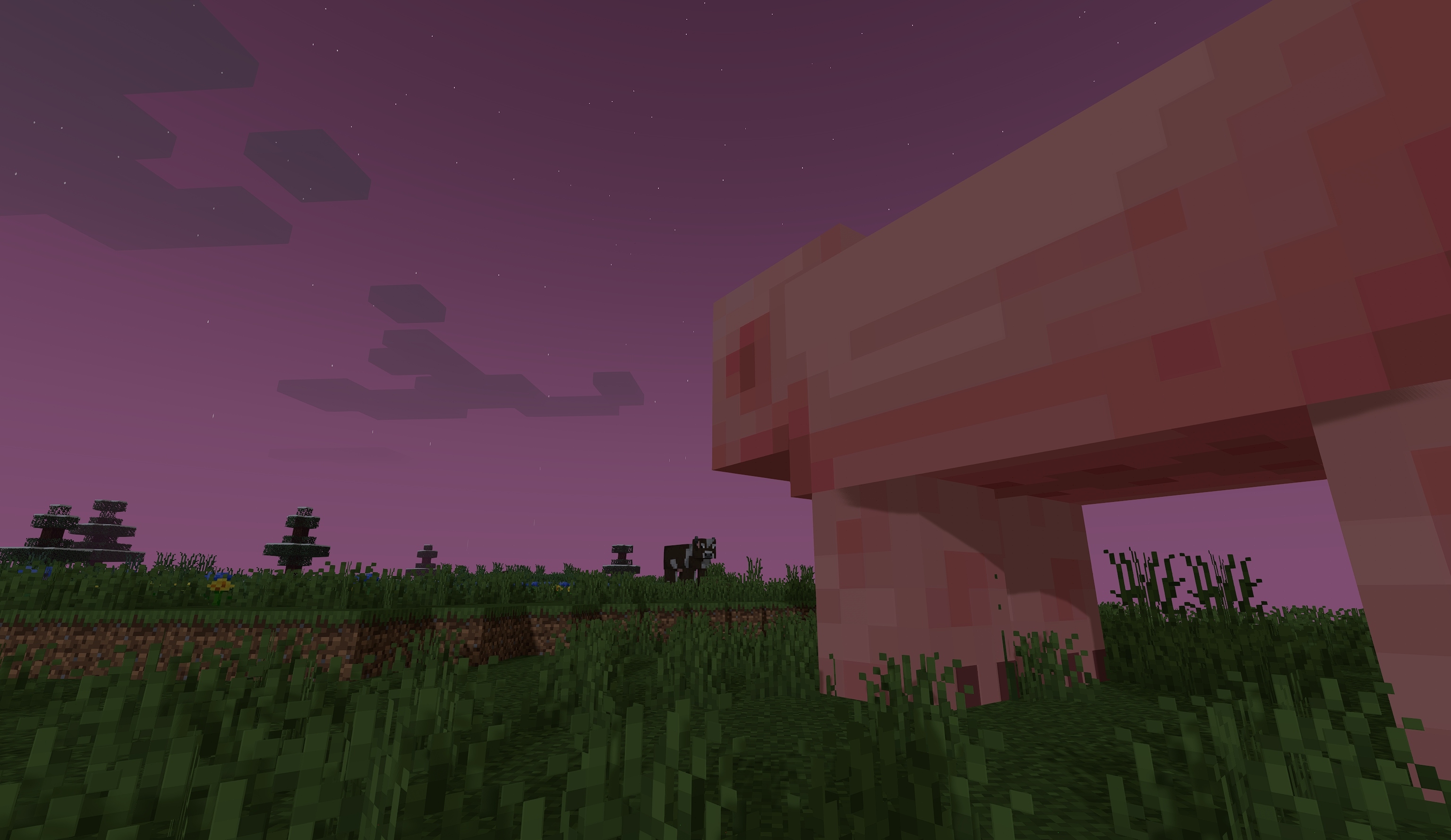 a megapig stares off into the sunrise