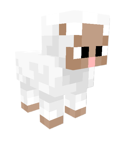 Cute sheep