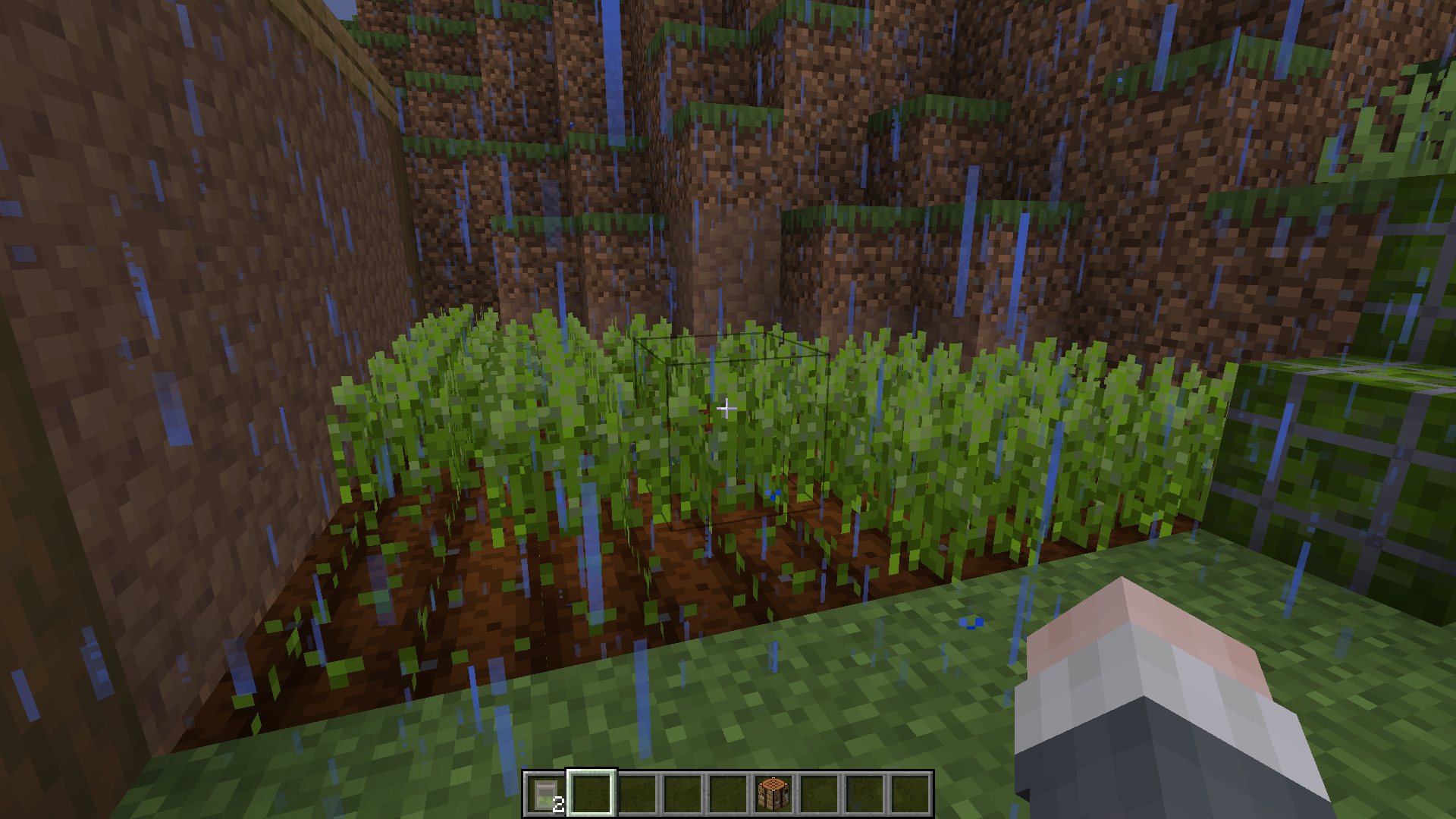 vegetables in the garden